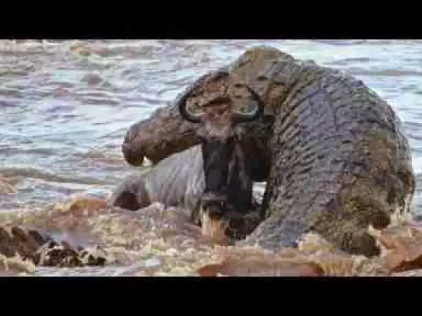 Video: TOP 10 LARGEST CROCODILES IN THE WORLD || When Biggest Crocodiles AAttack
